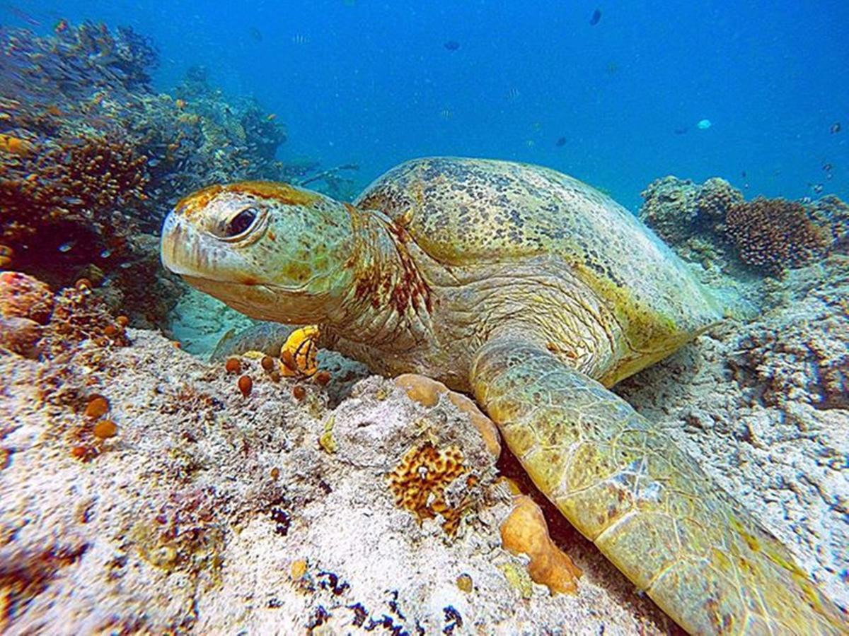 Scuba Tiger Semporna Holiday Resort Luaran gambar