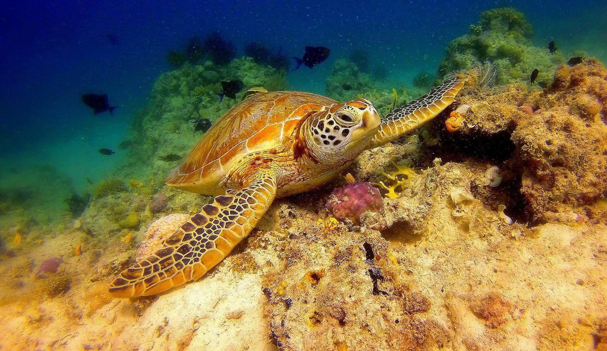 Scuba Tiger Semporna Holiday Resort Luaran gambar